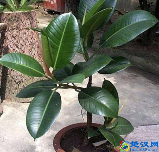 橡皮树叶片发黄、掉落，有四个原因，教你处理，叶子20天变油亮