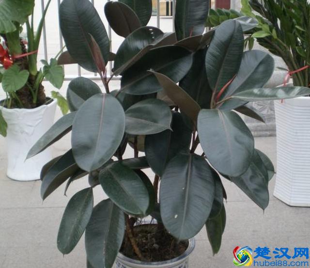 橡皮树叶片发黄、掉落，有四个原因，教你处理，叶子20天变油亮