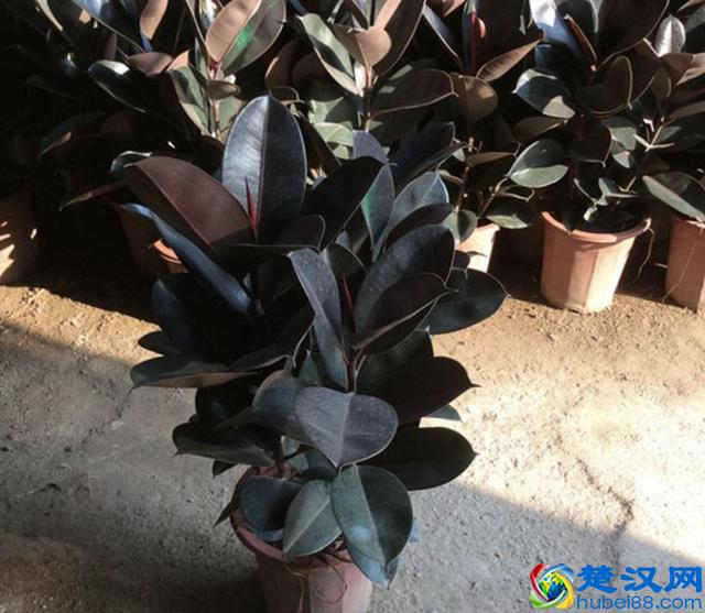 橡皮树叶片发黄、掉落，有四个原因，教你处理，叶子20天变油亮