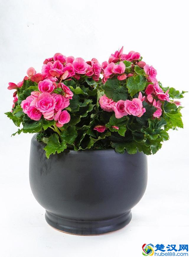 花卉养护的常用肥料，你用的是哪种！