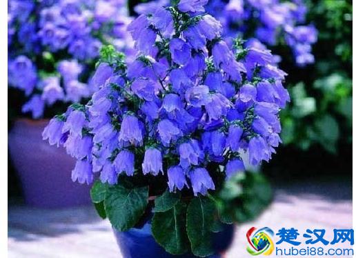 花卉养护的常用肥料，你用的是哪种！