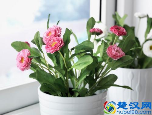 花卉养护的常用肥料，你用的是哪种！