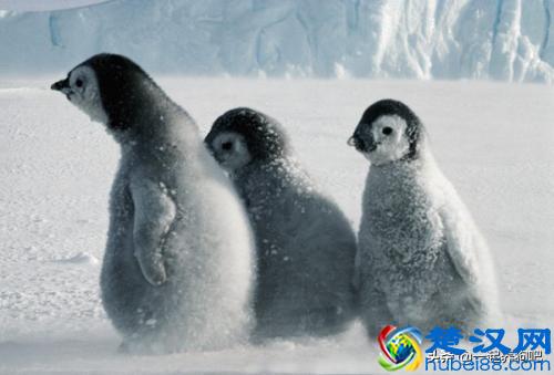 企鹅是哺乳动物吗？它到底是什么种类