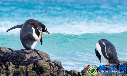 企鹅是哺乳动物吗？它到底是什么种类