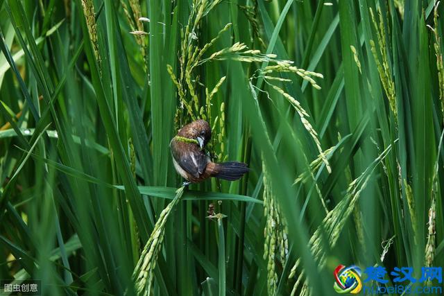 什么是农村“新四害”？到底有多大危害？听听农村老人怎么说