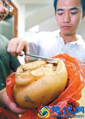 “太岁”究竟是个什么东西？来看看全国所发现的部份“太岁”长得啥样