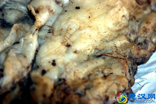 “太岁”究竟是个什么东西？来看看全国所发现的部份“太岁”长得啥样