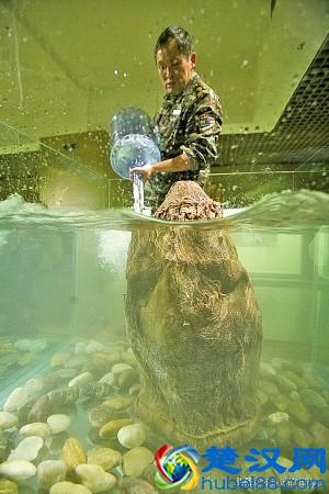 “太岁”究竟是个什么东西？来看看全国所发现的部份“太岁”长得啥样