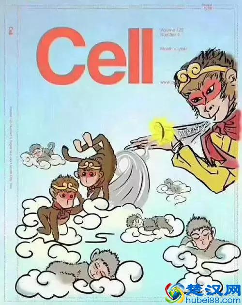 克隆猴诞生,克隆人也不远了?其实是你想多了