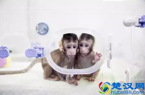 克隆猴诞生,克隆人也不远了?其实是你想多了