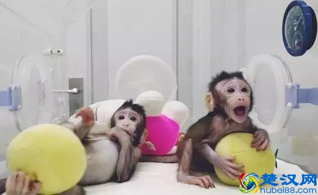 克隆猴诞生,克隆人也不远了?其实是你想多了