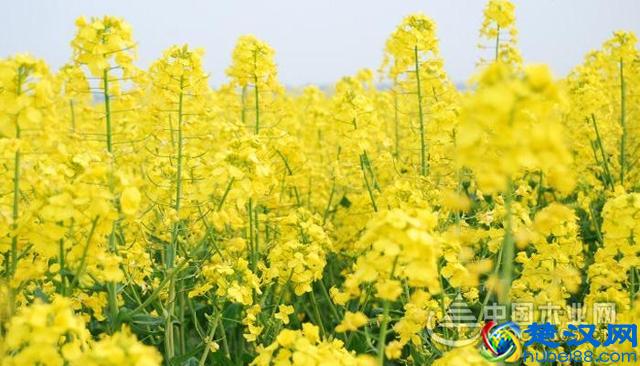 油菜花开的季节是什么时候？油菜花什么时候开？云南罗平油菜花和婺源油菜花什么时候开？