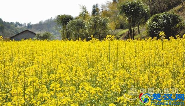 油菜花开的季节是什么时候？油菜花什么时候开？云南罗平油菜花和婺源油菜花什么时候开？