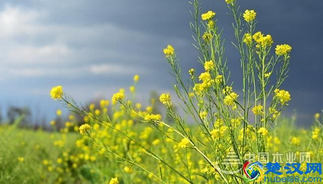油菜花开的季节是什么时候？油菜花什么时候开？云南罗平油菜花和婺源油菜花什么时候开？