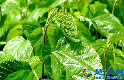 脱发、生发保养须知，日常生活中防脱生发食物怎么用