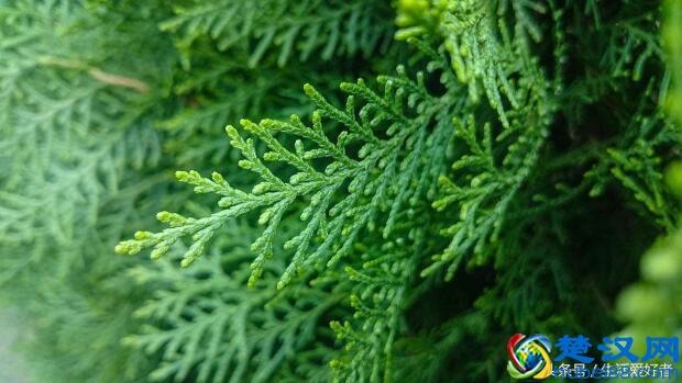 脱发、生发保养须知，日常生活中防脱生发食物怎么用