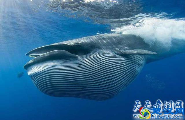 鲸鱼的祖先是什么动物 说出来你可能不信竟然是一条狗