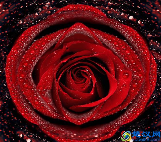 英国的国花，学会这些方法和技巧，让花朵开得更鲜艳