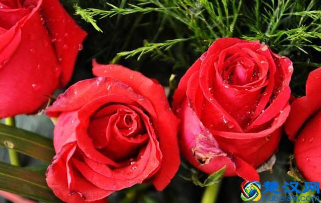 英国的国花，学会这些方法和技巧，让花朵开得更鲜艳