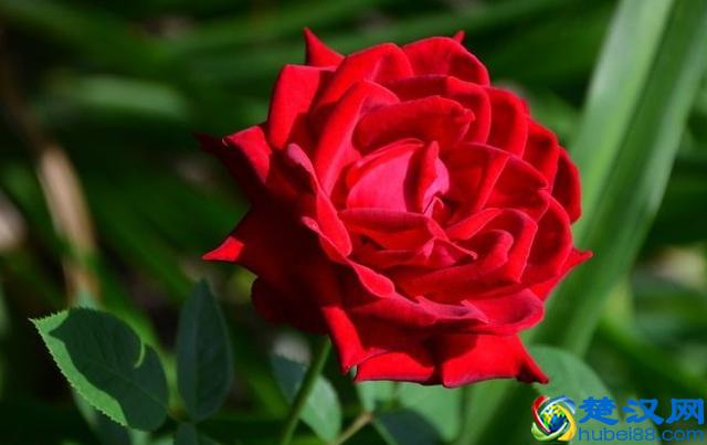 英国的国花，学会这些方法和技巧，让花朵开得更鲜艳