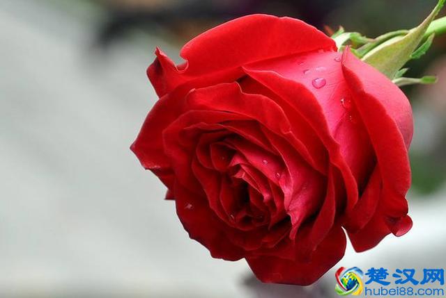 英国的国花，学会这些方法和技巧，让花朵开得更鲜艳