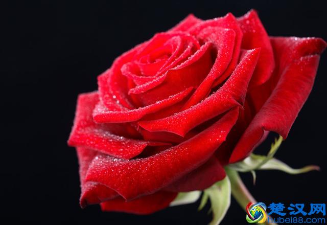 英国的国花，学会这些方法和技巧，让花朵开得更鲜艳