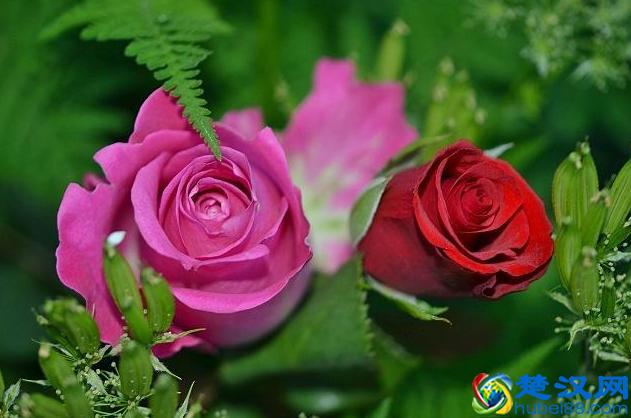 英国的国花，学会这些方法和技巧，让花朵开得更鲜艳