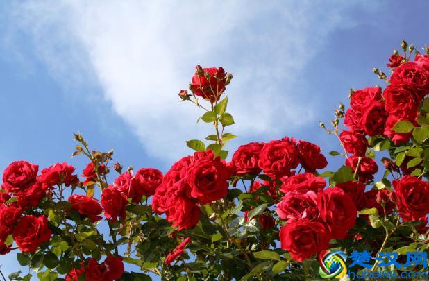 英国的国花，学会这些方法和技巧，让花朵开得更鲜艳