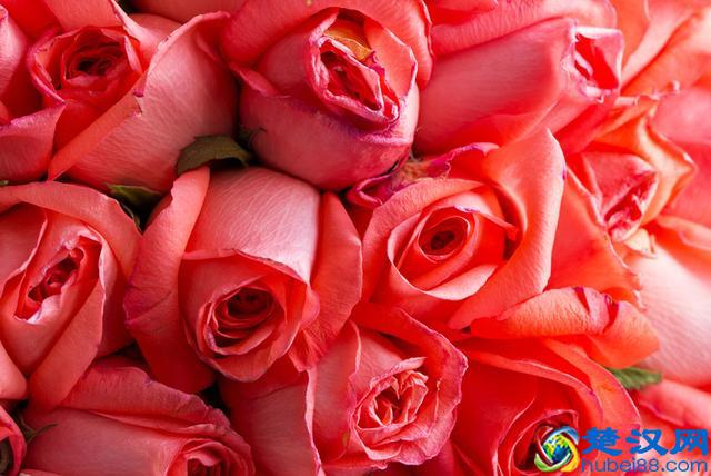 英国的国花，学会这些方法和技巧，让花朵开得更鲜艳