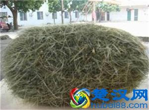 你见过猪跑，吃过猪肉，但是你见过猪砂吗？