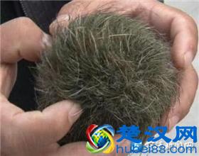 你见过猪跑，吃过猪肉，但是你见过猪砂吗？