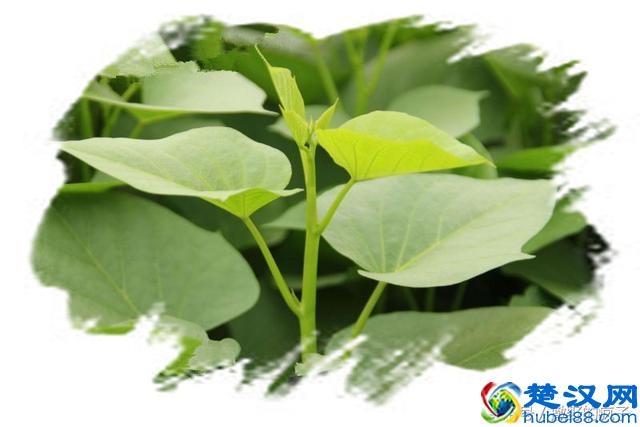 收藏丨8种最好的茎尖菜用型红薯品种