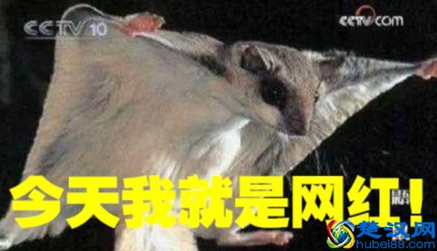 寒号鸟不是鸟是什么动物 寒号鸟为什么不是鸟