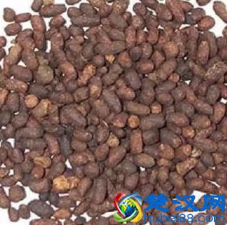 寒号鸟不是鸟是什么动物 寒号鸟为什么不是鸟