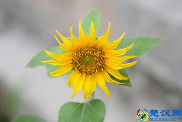 工作总结不会写？没关系！给你模板和思路，照着写，起码及格！