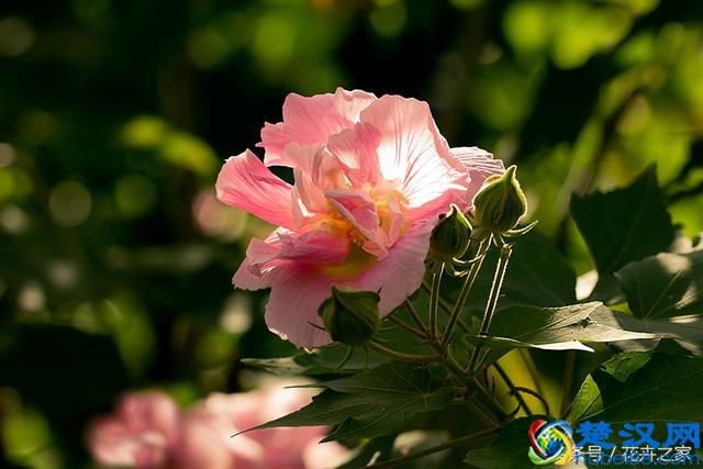 为了传播果实种子，植物们也是煞费苦心啊