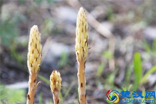 为了传播果实种子，植物们也是煞费苦心啊