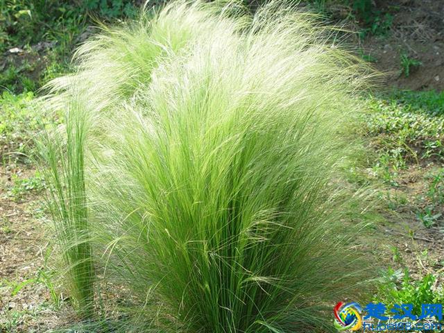 为了传播果实种子，植物们也是煞费苦心啊