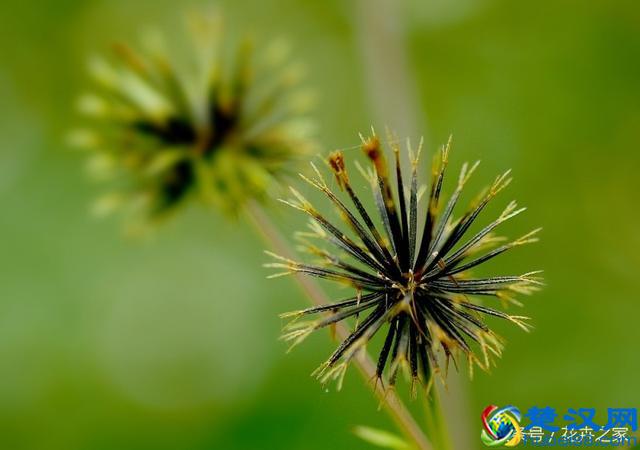 为了传播果实种子，植物们也是煞费苦心啊