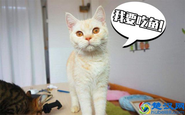 猫爱吃鱼？在鱼刺面前，猫咪也难逃被卡喉咙的命运