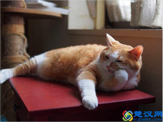 猫爱吃鱼？在鱼刺面前，猫咪也难逃被卡喉咙的命运