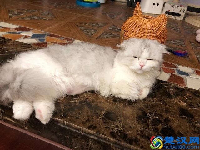 猫爱吃鱼？在鱼刺面前，猫咪也难逃被卡喉咙的命运