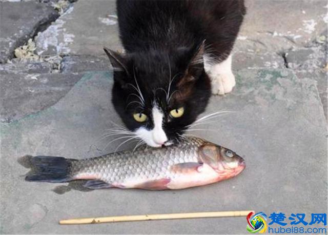 猫爱吃鱼？在鱼刺面前，猫咪也难逃被卡喉咙的命运