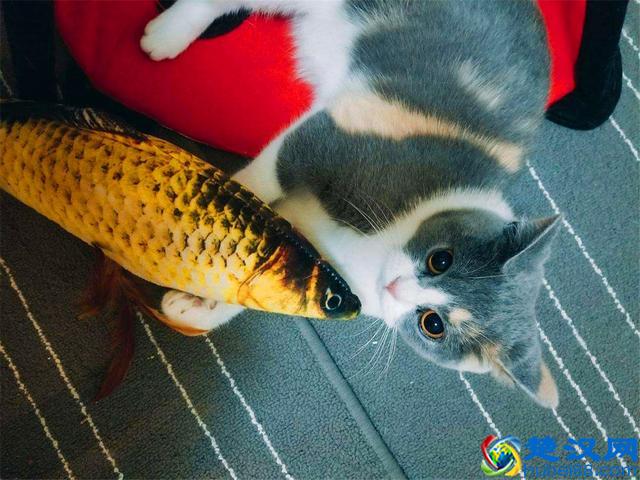 猫爱吃鱼？在鱼刺面前，猫咪也难逃被卡喉咙的命运