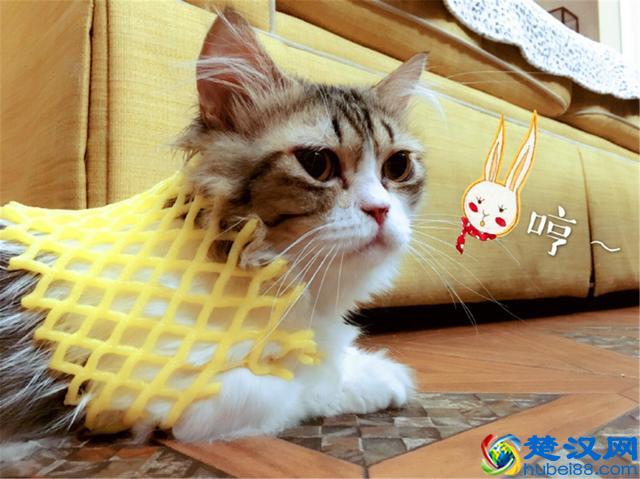 猫爱吃鱼？在鱼刺面前，猫咪也难逃被卡喉咙的命运