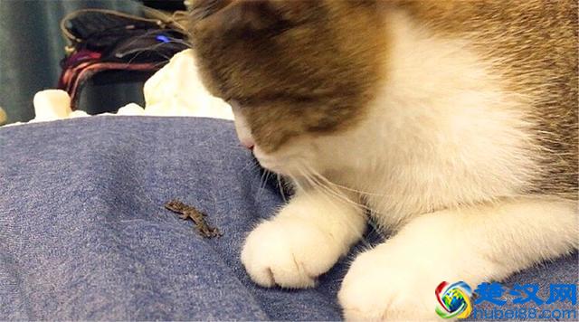 猫爱吃鱼？在鱼刺面前，猫咪也难逃被卡喉咙的命运