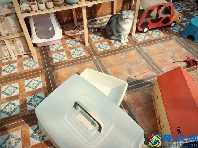 猫爱吃鱼？在鱼刺面前，猫咪也难逃被卡喉咙的命运