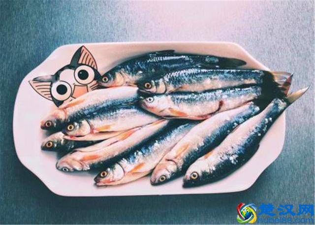 猫爱吃鱼？在鱼刺面前，猫咪也难逃被卡喉咙的命运