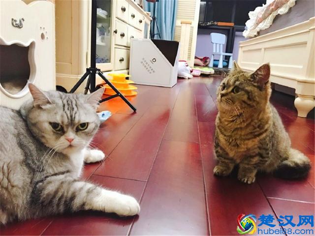 猫爱吃鱼？在鱼刺面前，猫咪也难逃被卡喉咙的命运