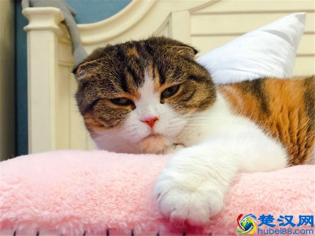 猫爱吃鱼？在鱼刺面前，猫咪也难逃被卡喉咙的命运